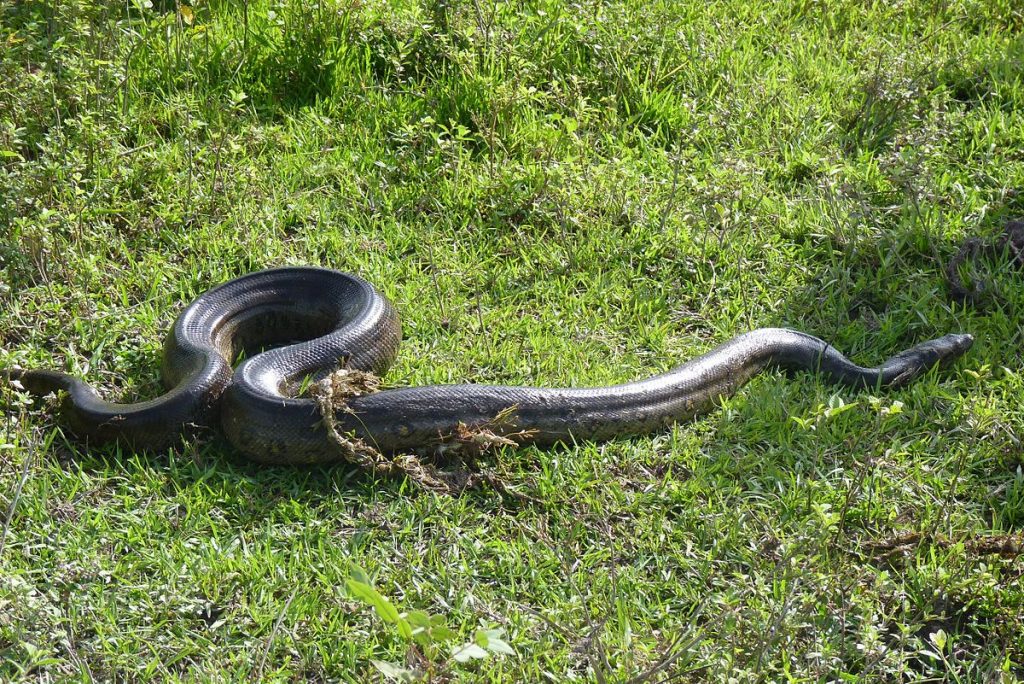 plus gros serpent au monde