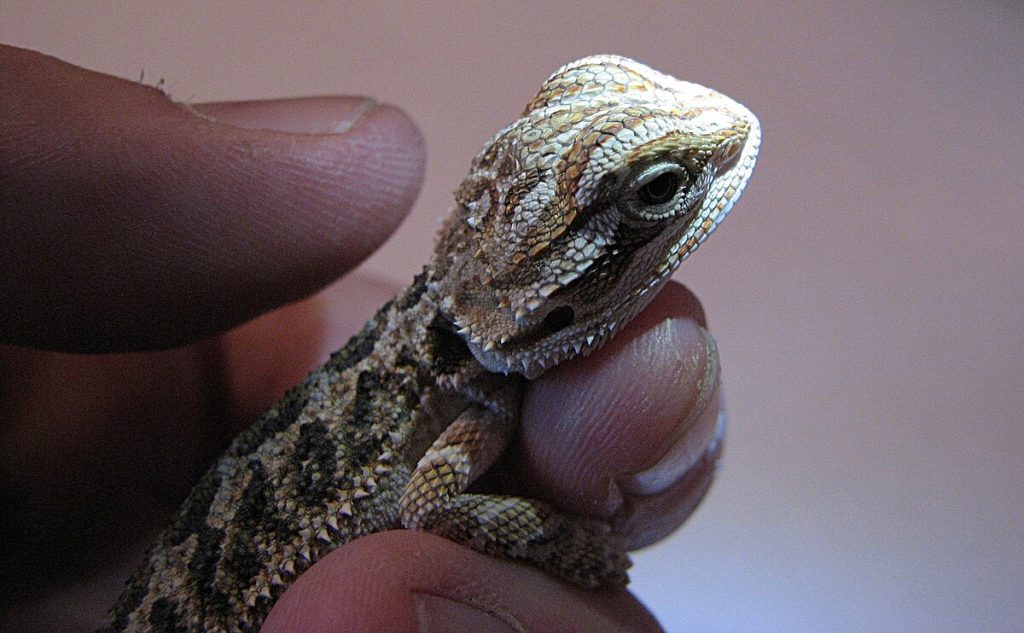 pogona blanc a vendre