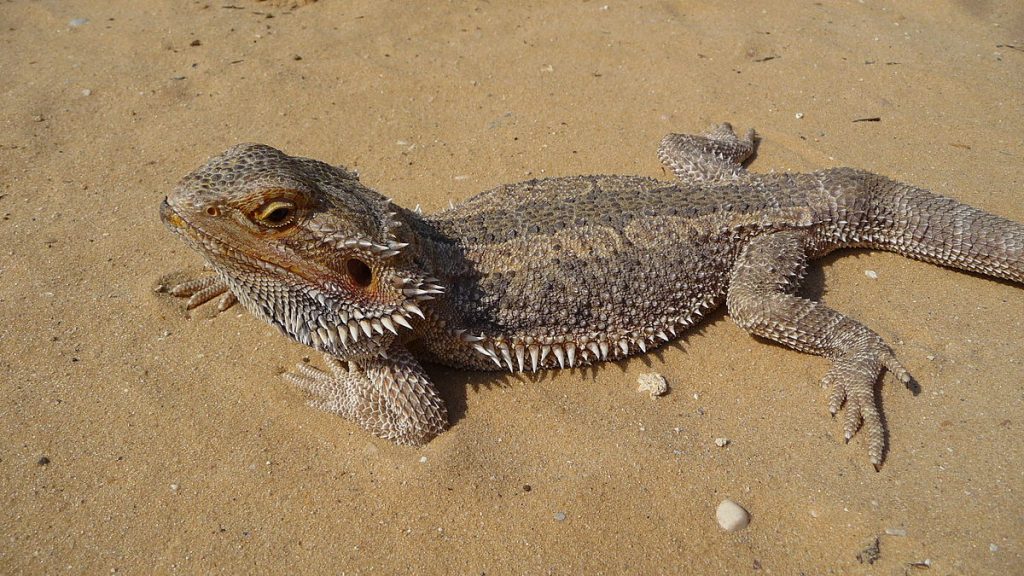 pogona dragon barbu