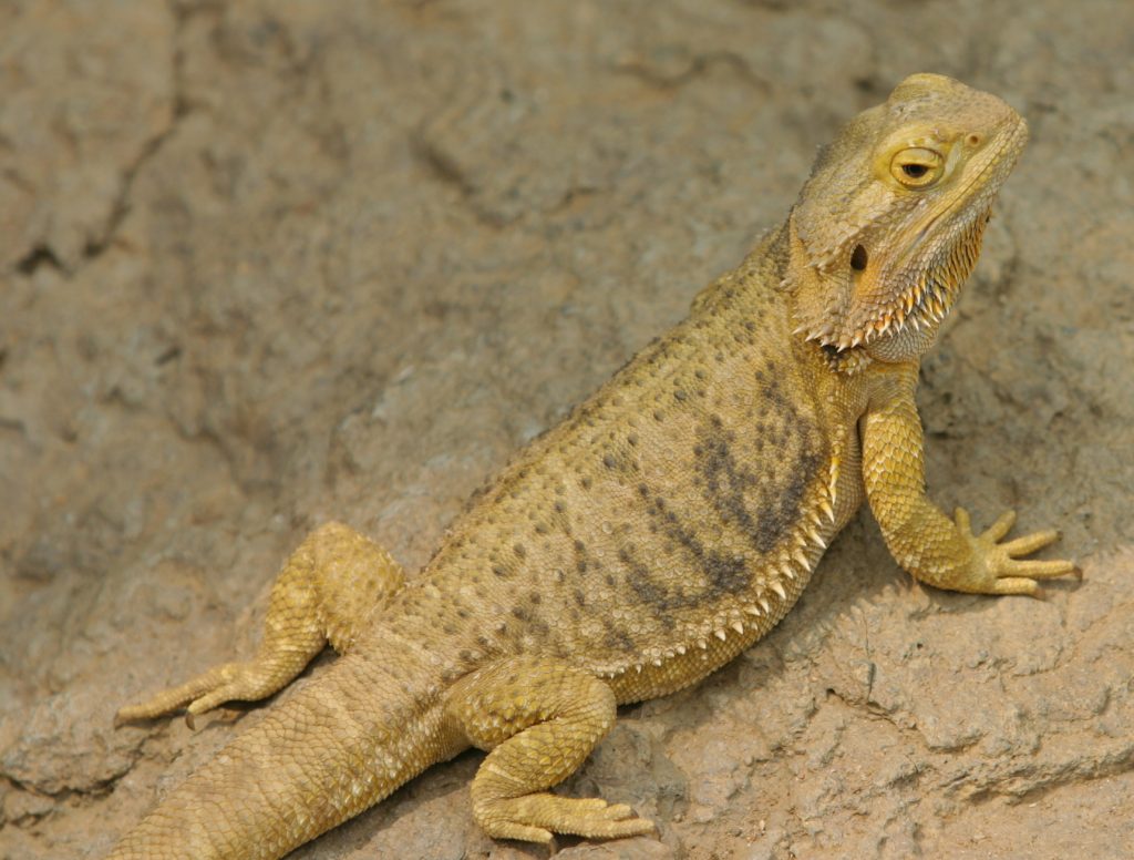 pogona henrylawsoni taille adulte