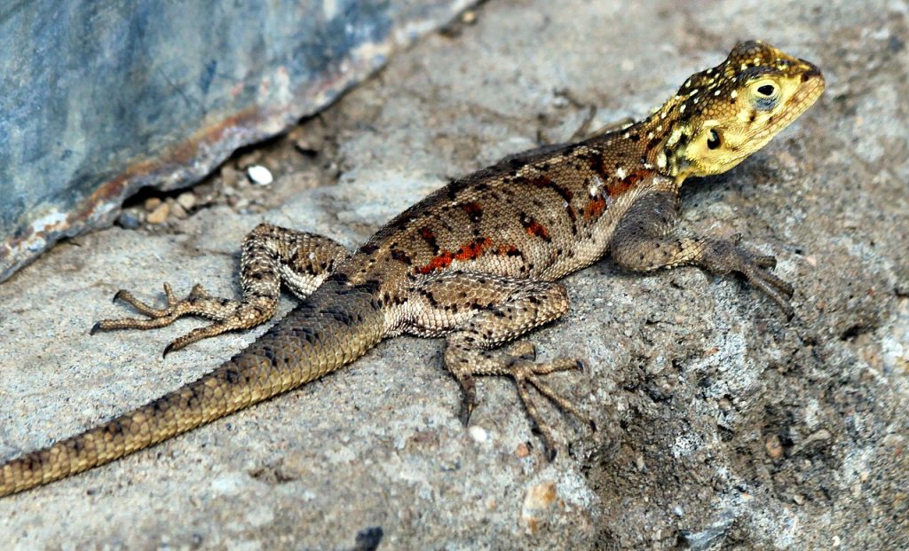 pogona vitticeps red