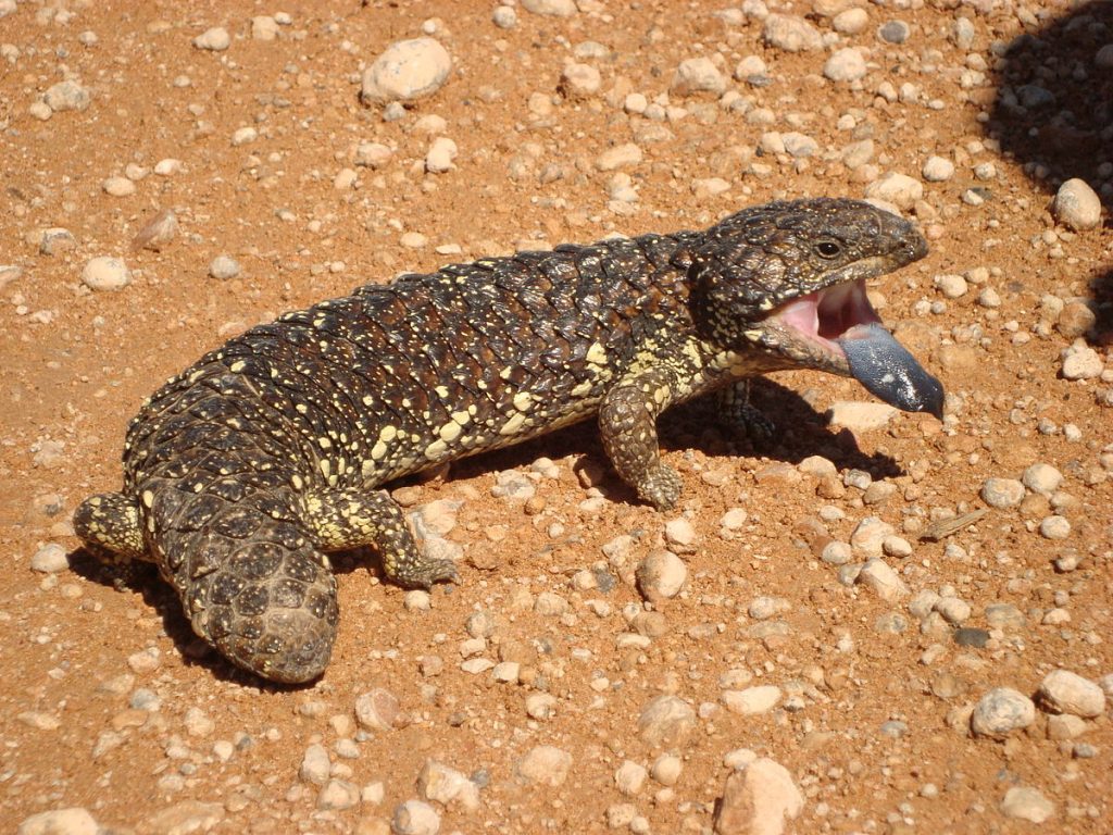 pogona vitticeps red