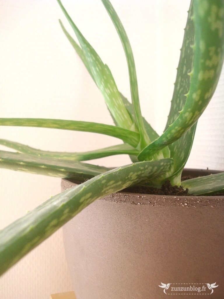 pot en verre pour terrarium