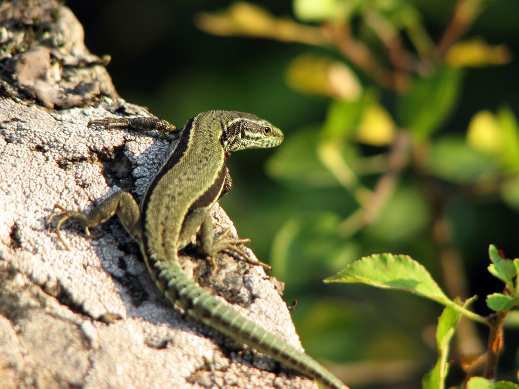 que mange un gecko