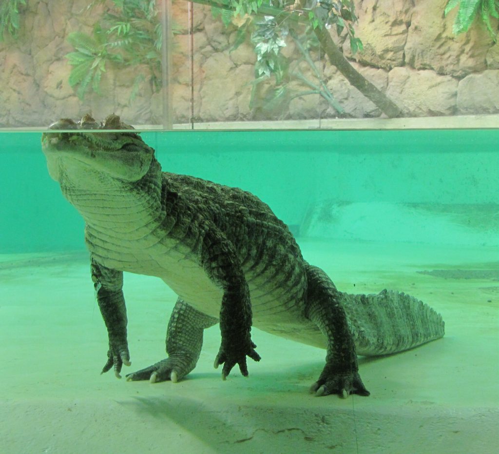 reptile hibernation
