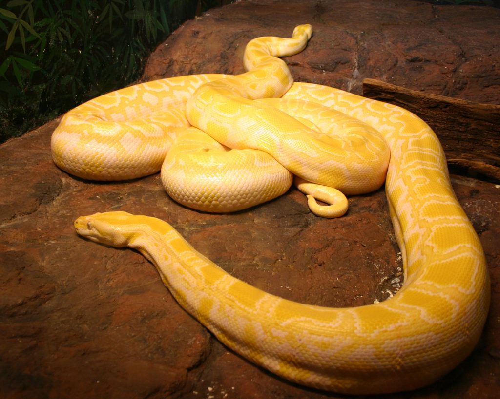 serpent albinos blanc