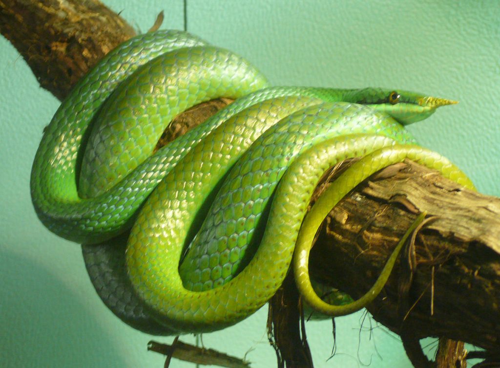 anaconda le plus long du monde
