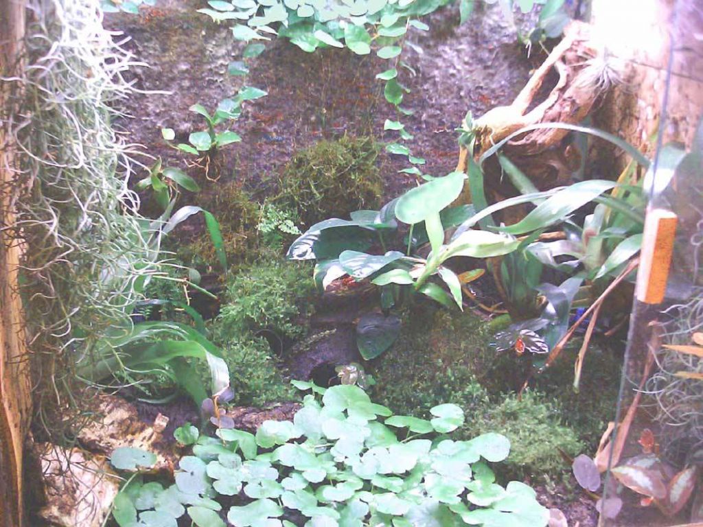 substrat pour terrarium