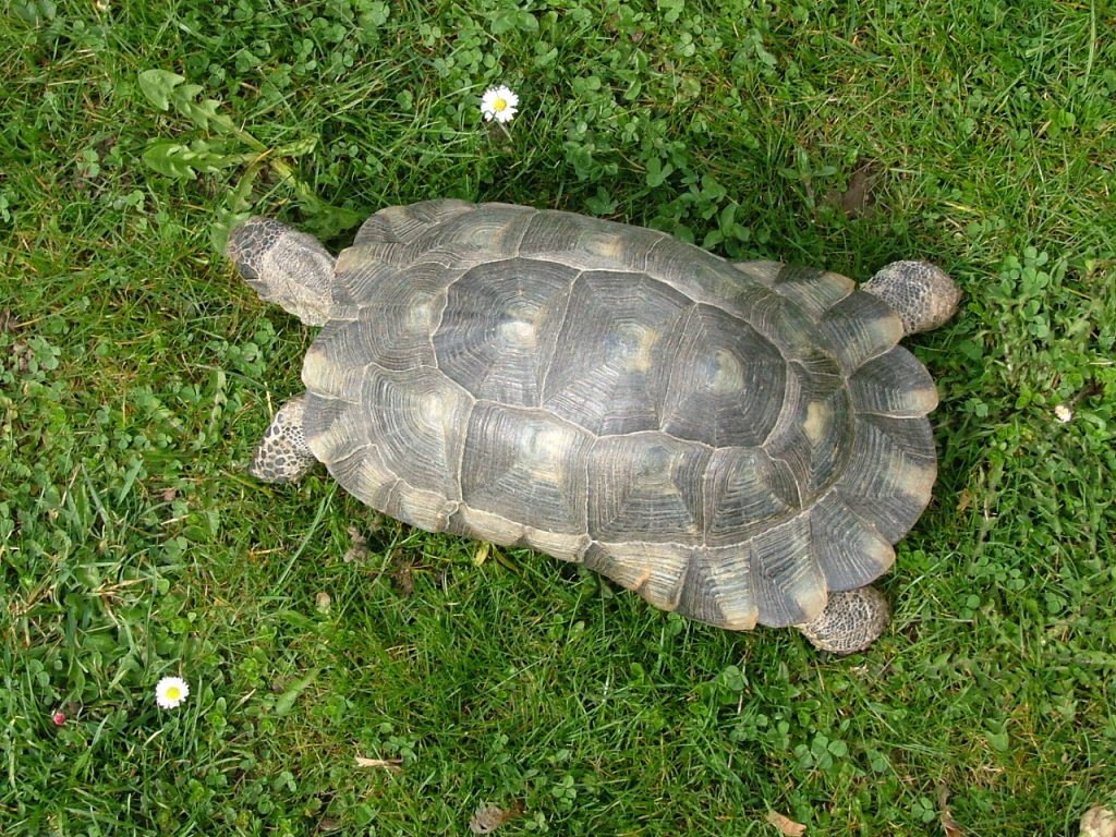 sulcata tortue