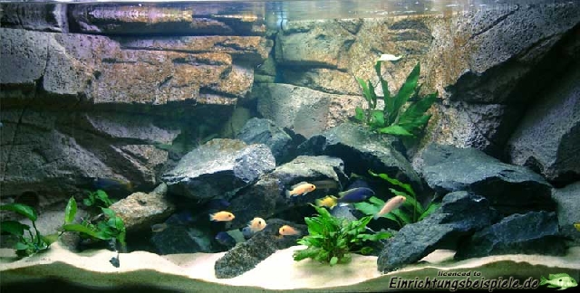 terrarium plantes