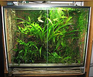 terrarium plantes