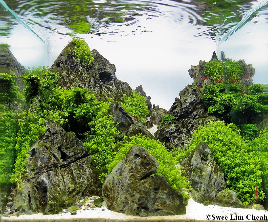 terrarium plantes