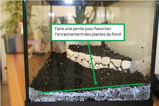 terrarium plantes