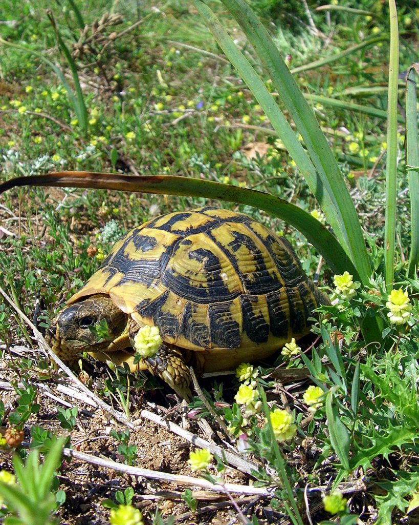 terrarium pour tortue terrestre