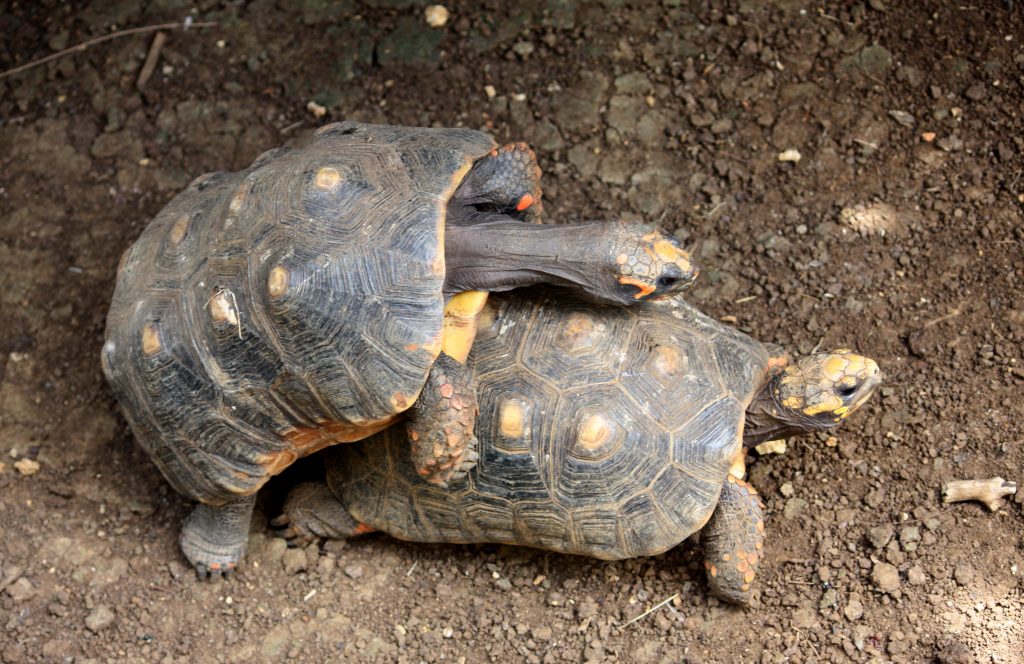terrarium sulcata