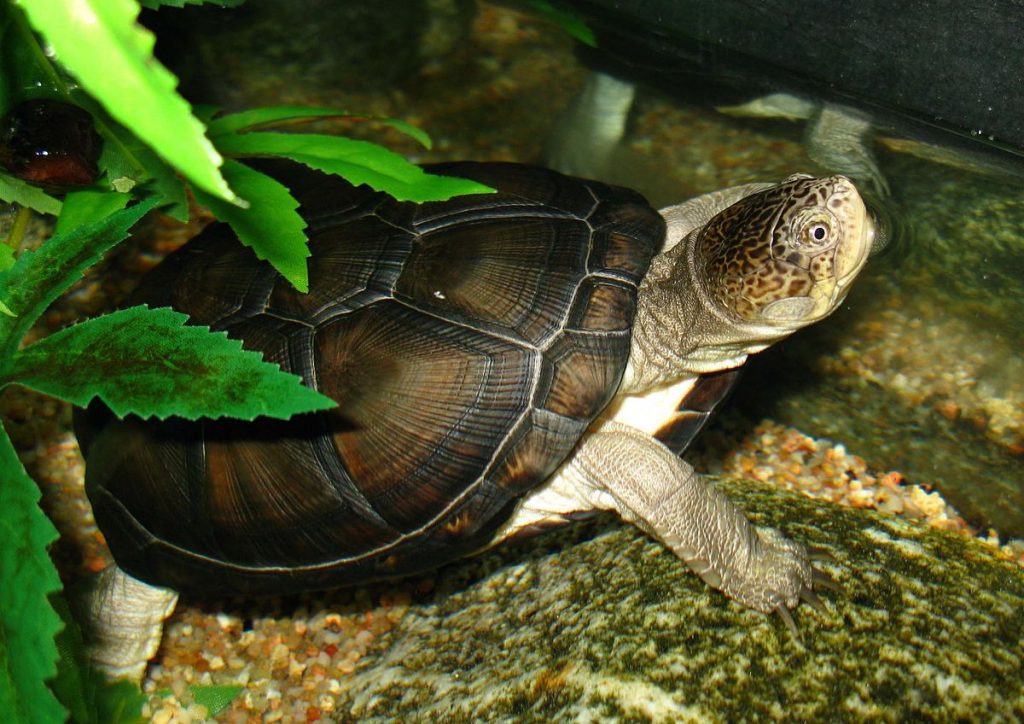 tortue de floride entretien
