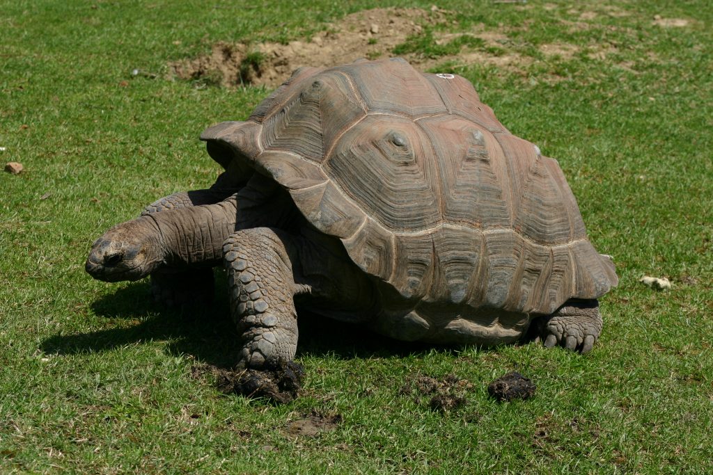 tortue de terre adulte