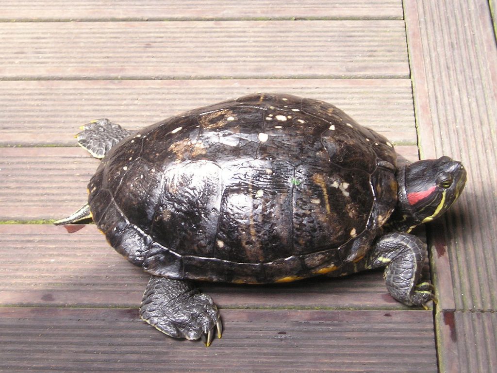 tortue d'eau aquarium