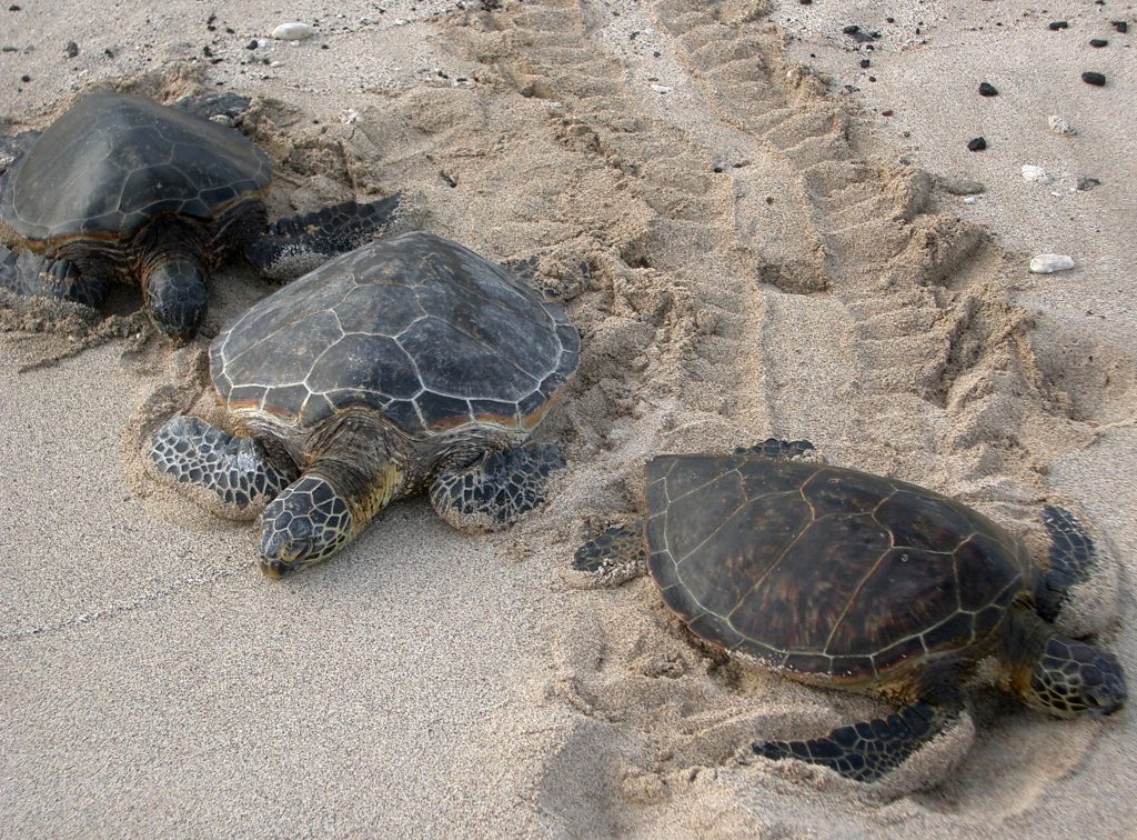 tortue d'eau carnivore