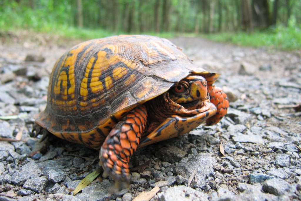tortue d'eau domestique