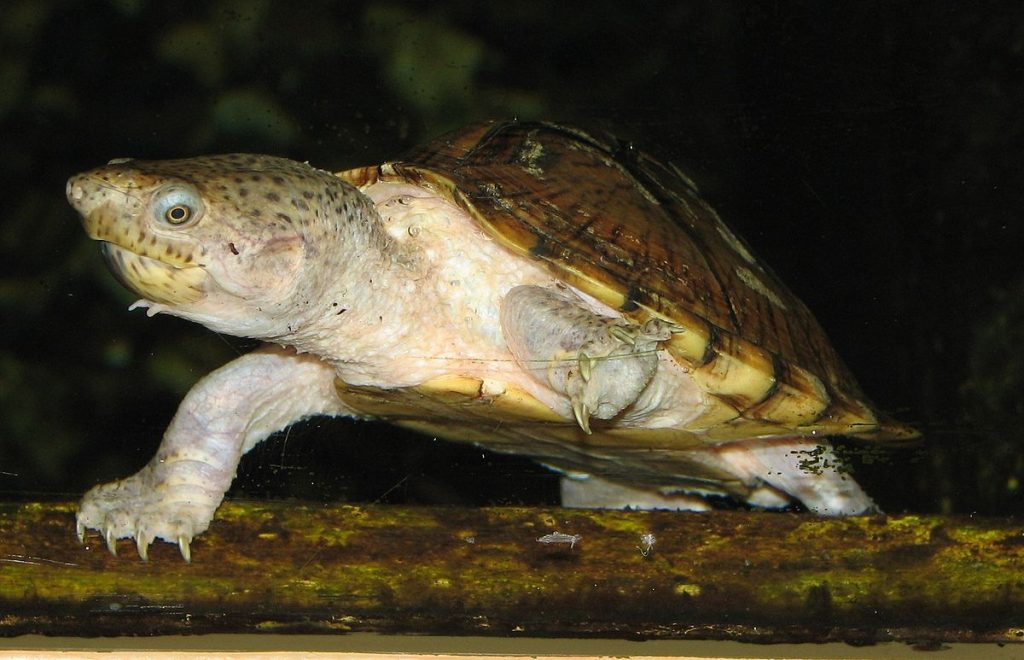 tortue d'eau douce aquarium