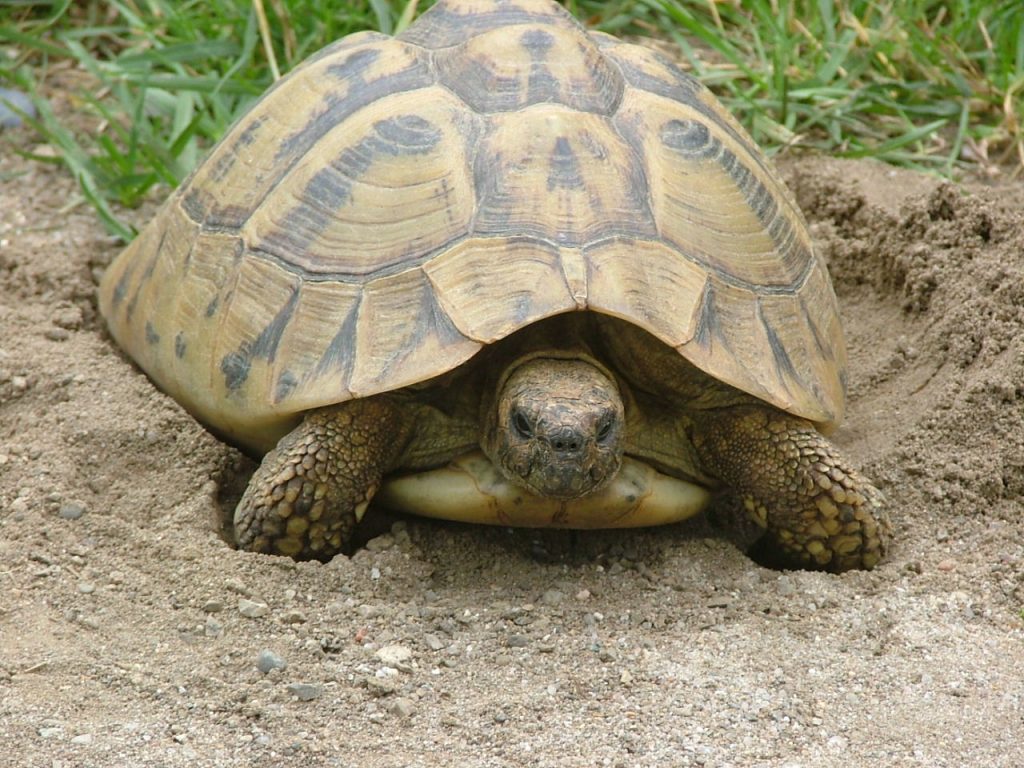 tortue des steppes adulte