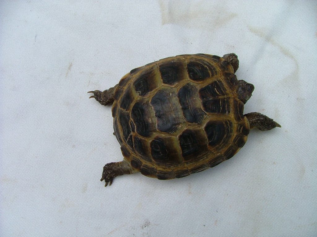 tortue des steppes adulte