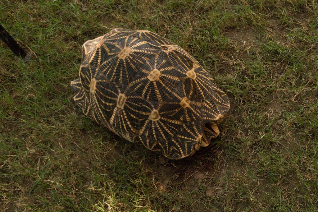 tortue geochelone elegans
