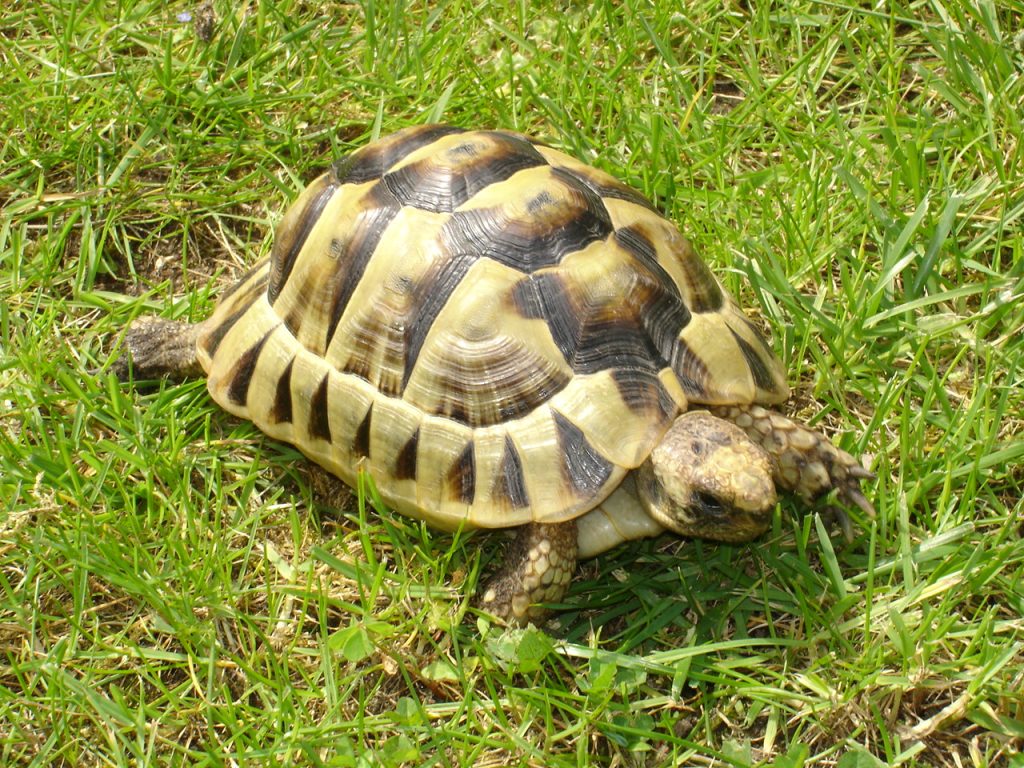 tortue grecque vente