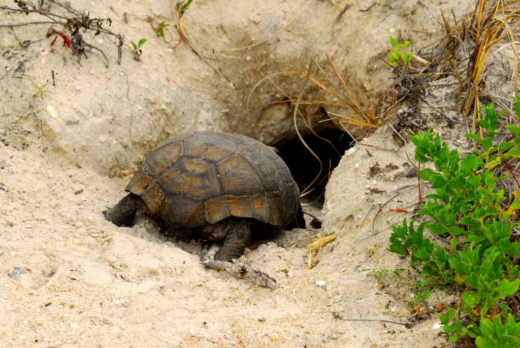 tortue hermann hibernation