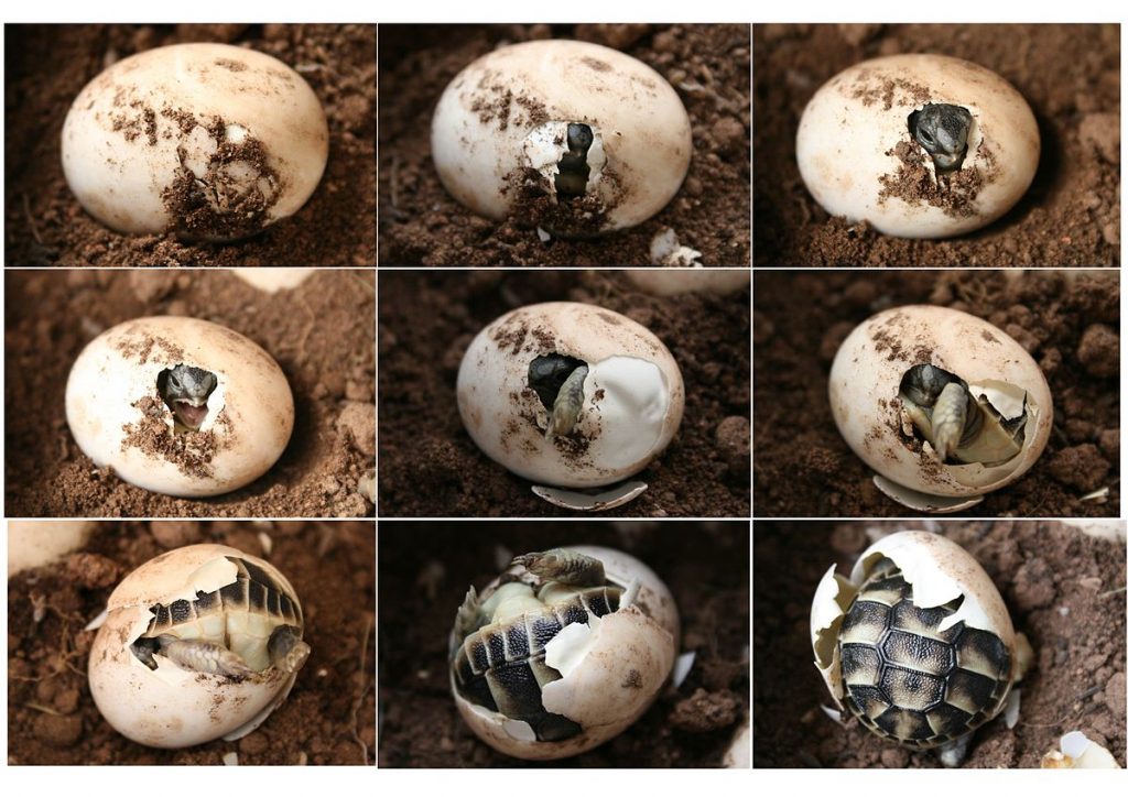 tortue d'hermann male ou femelle
