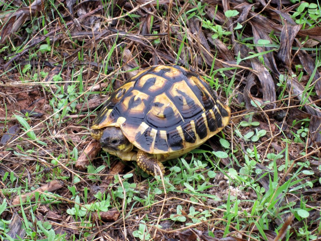 tortue marginata male ou femelle