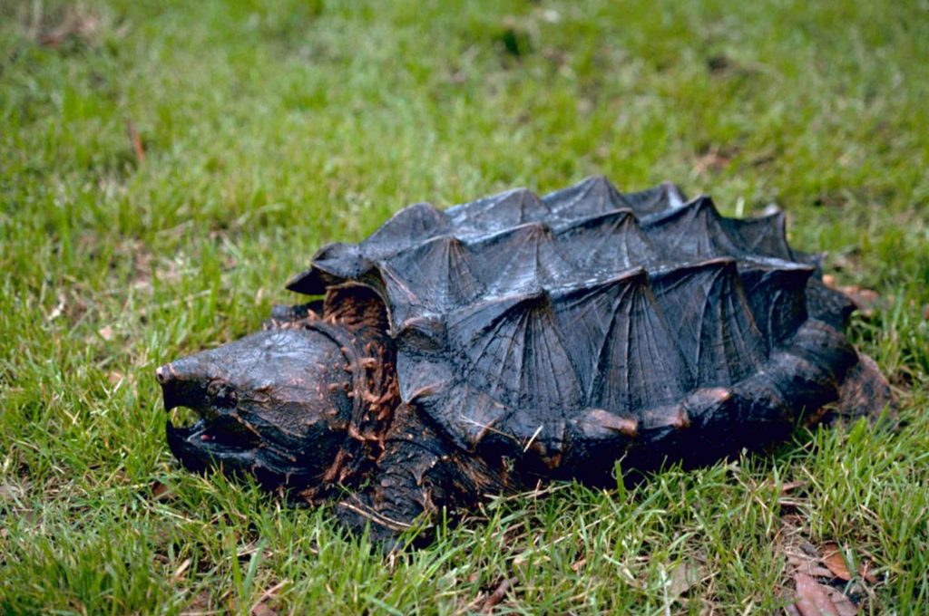 tortue omnivore