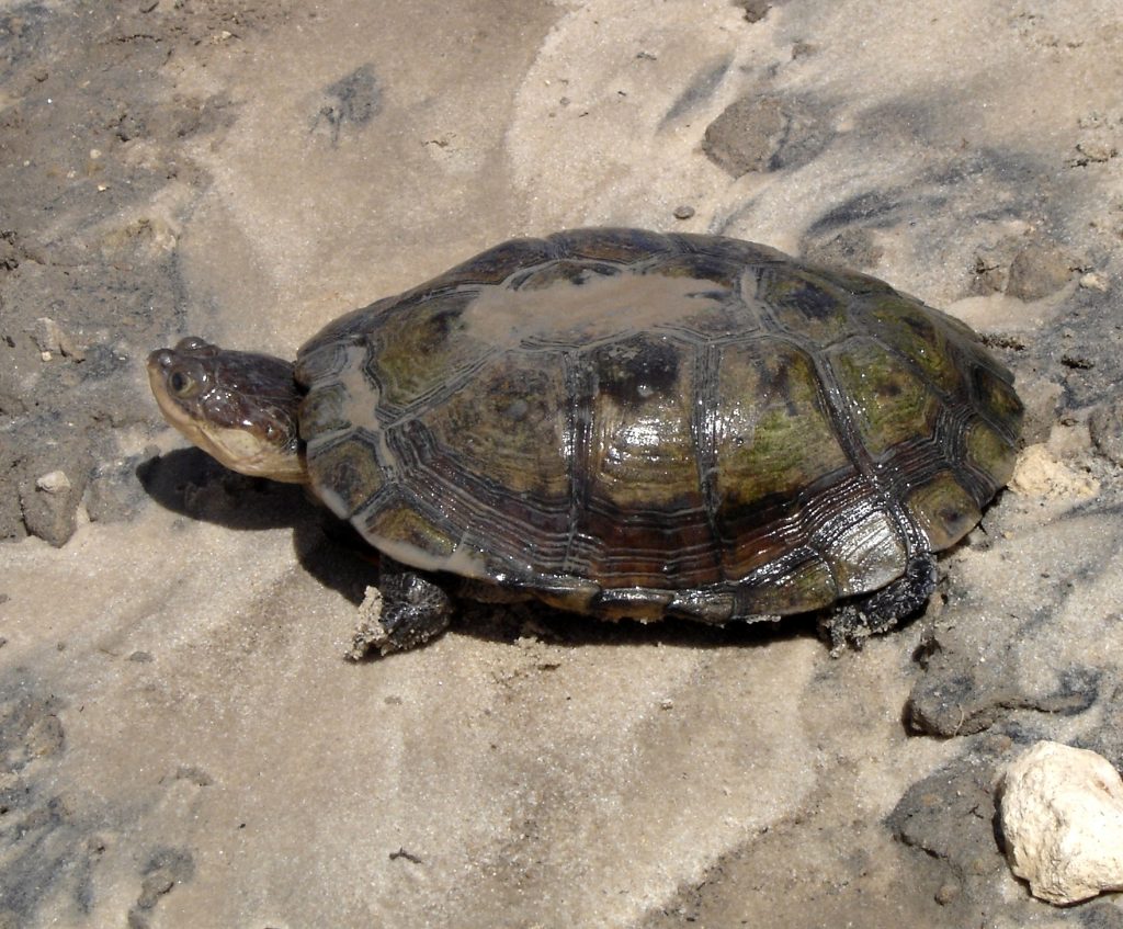 tortue pelomedusa subrufa