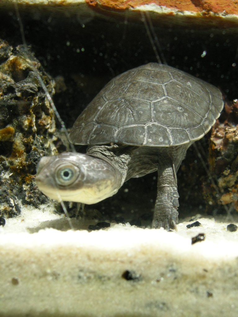tortue pelomedusa subrufa