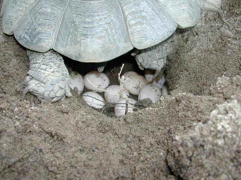 tortue prix