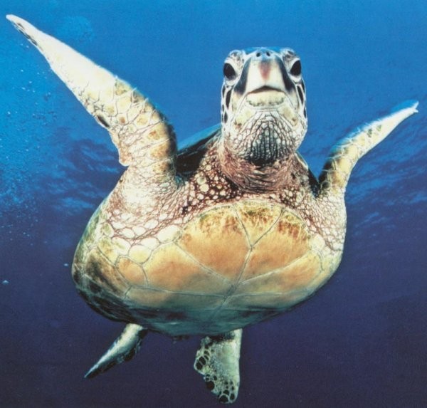 tortue reptile