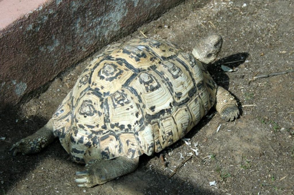 tortue leopard a vendre