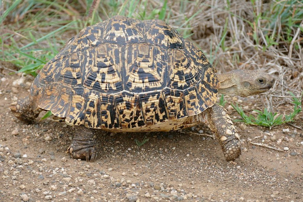stigmochelys pardalis babcocki