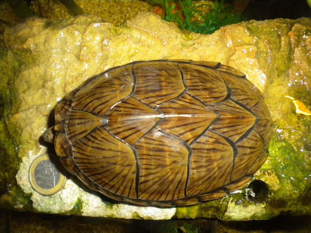 ou acheter une tortue d'hermann