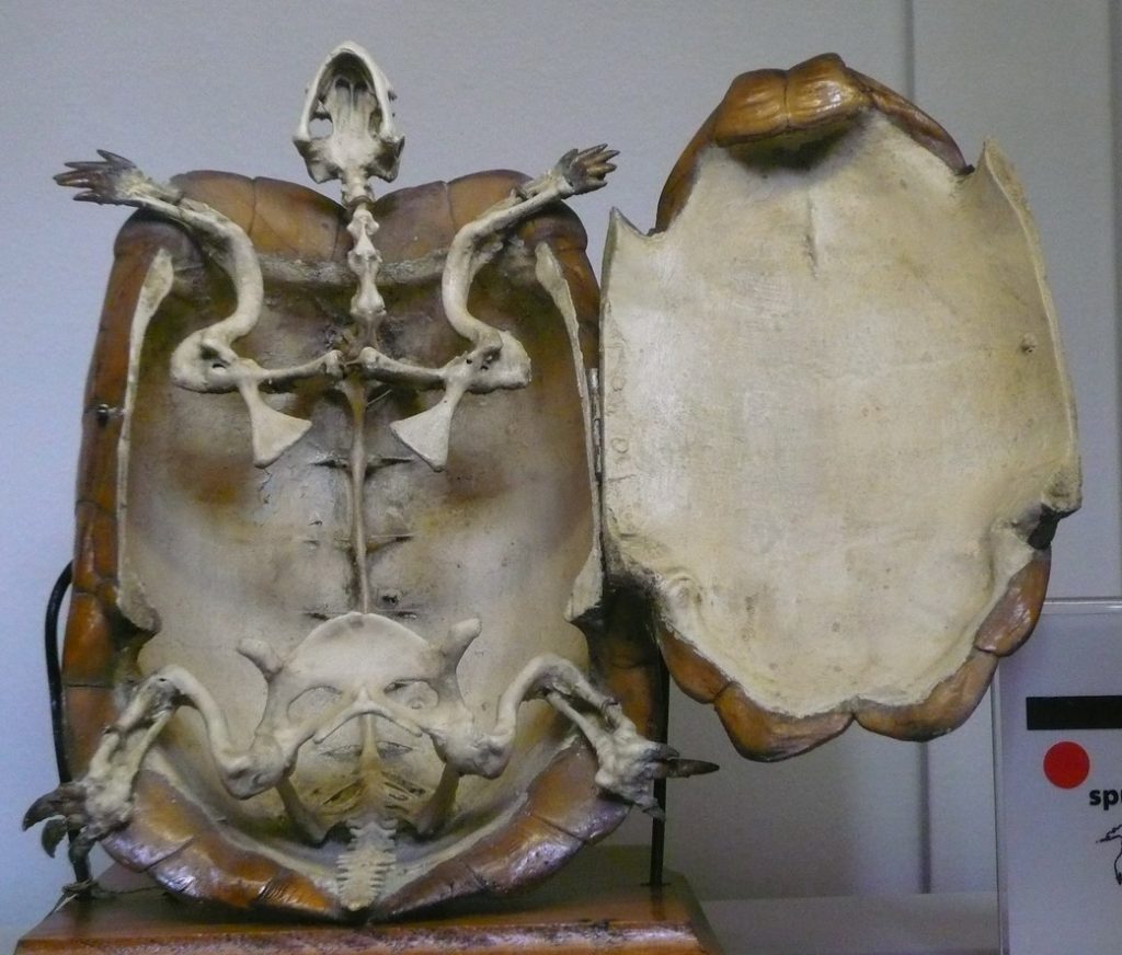 tortue testudo hermanni