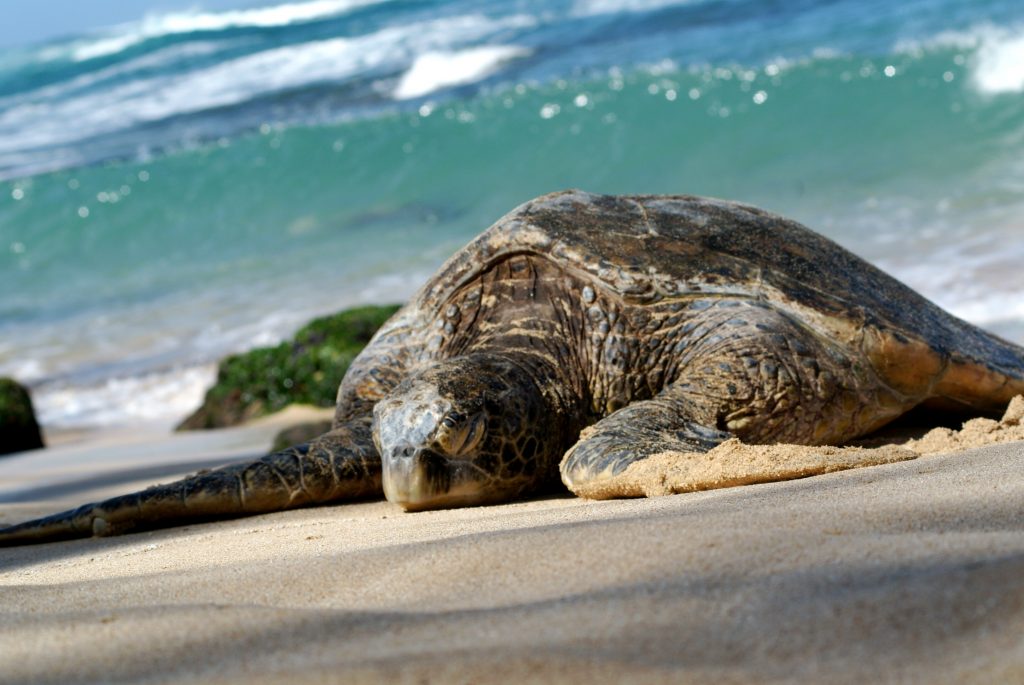 tortue verte de mer
