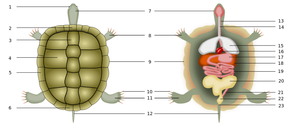 Ou trouver une tortue terrestre ?