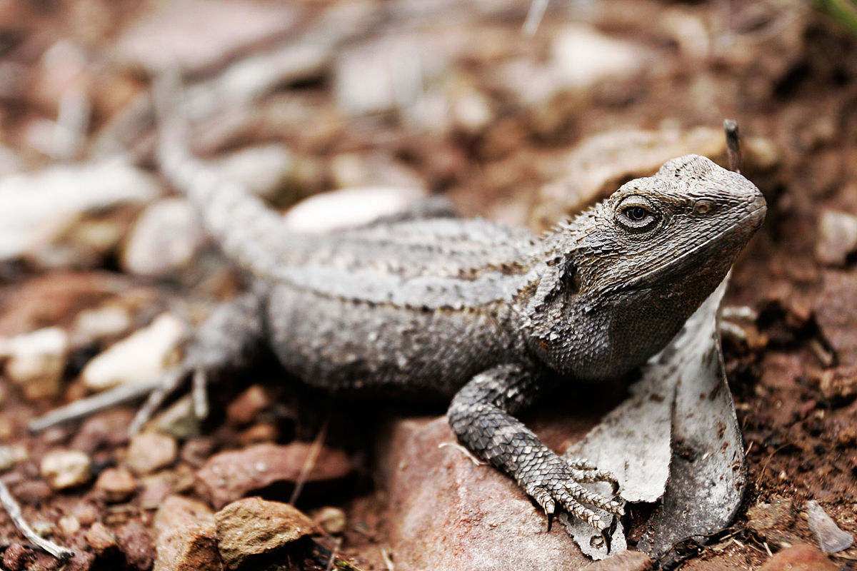Un Pogona – Le Monde des Reptiles