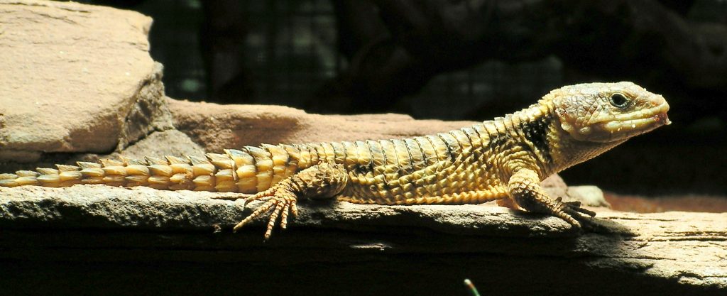 vivarium lezard