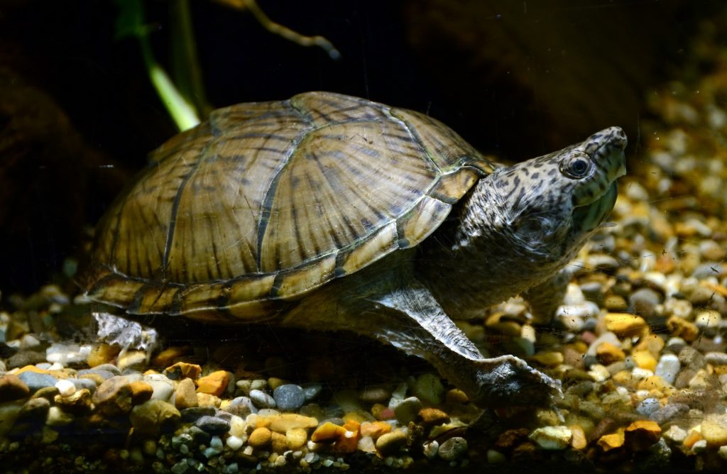 vivarium pour tortue de terre